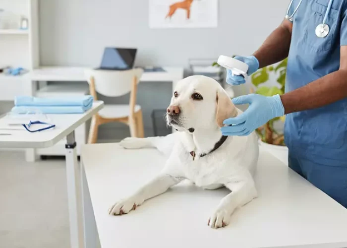 veterinary-clinic.webp